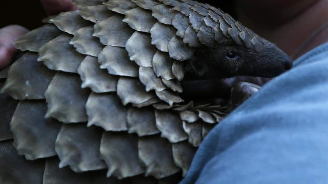 A person holding a pangolin