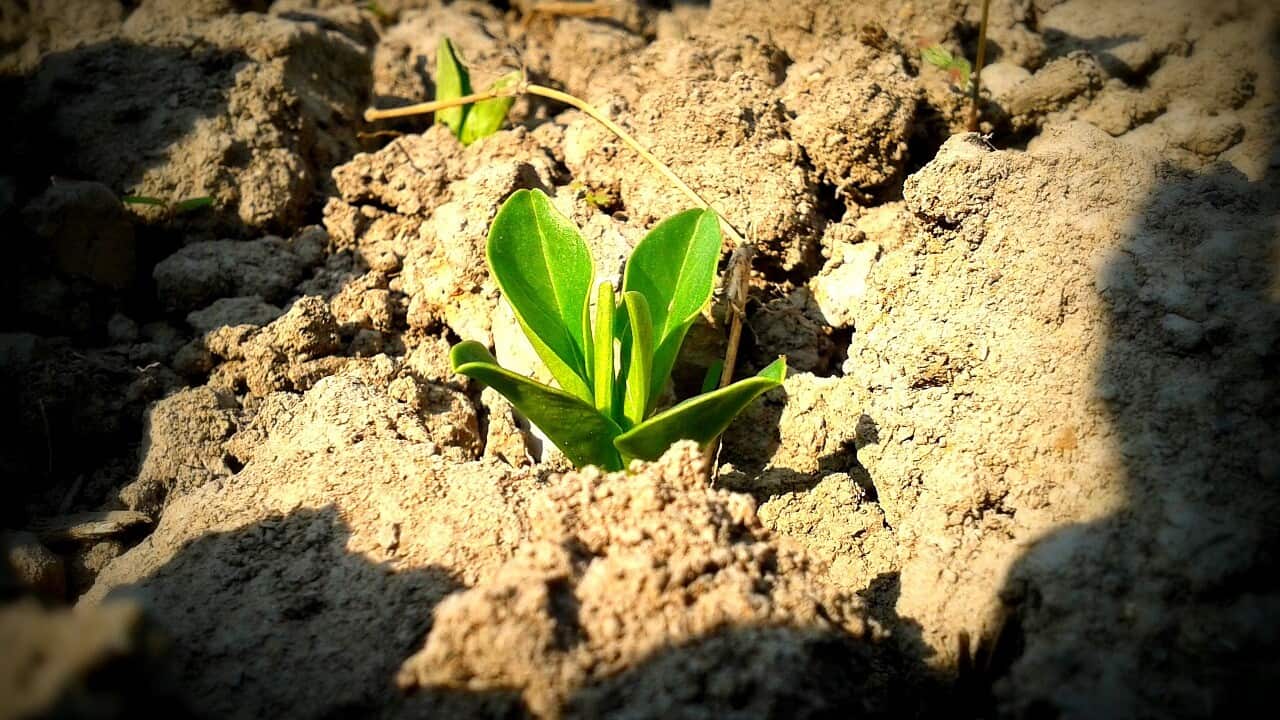 plant seedling in soil