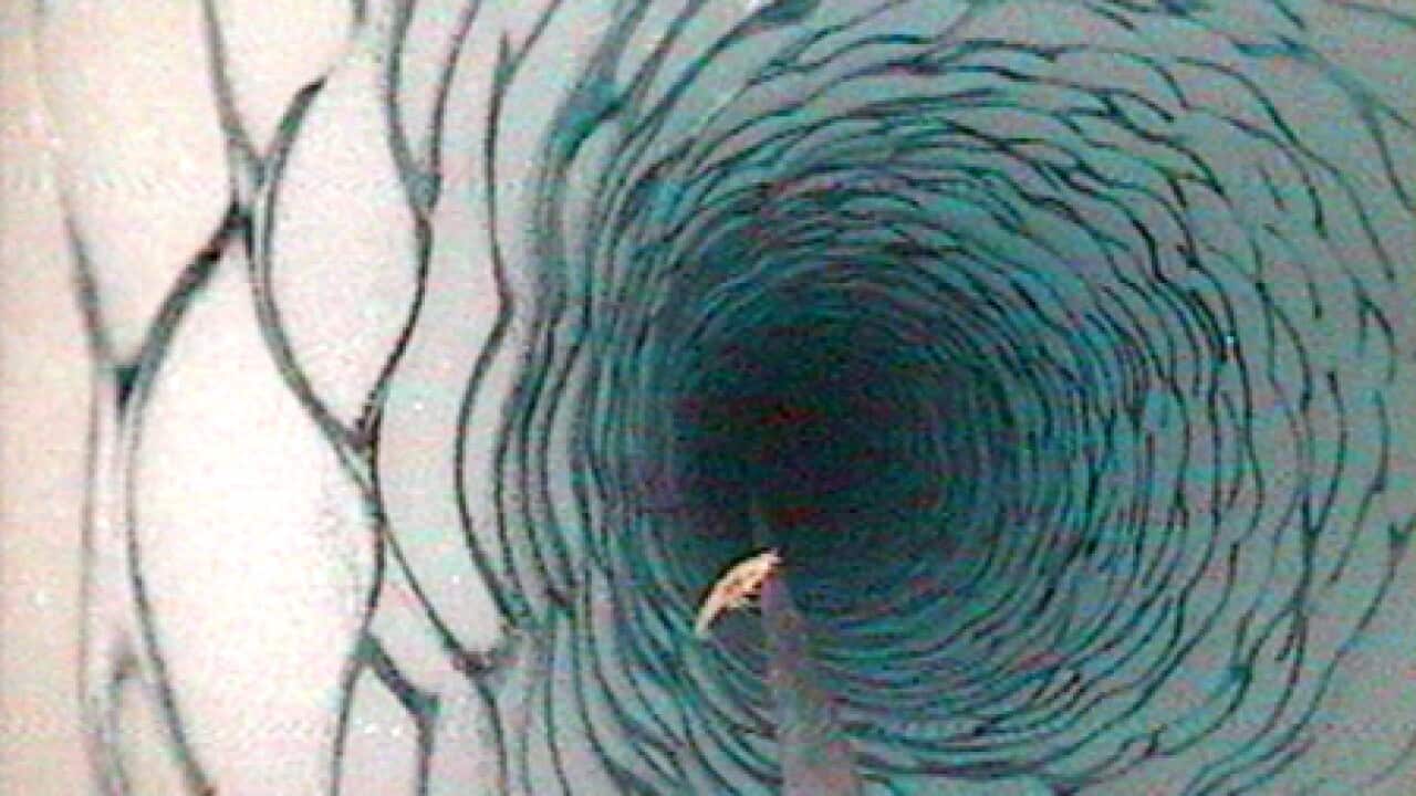 antarctica_sea_life_L_100316_aap_625195934