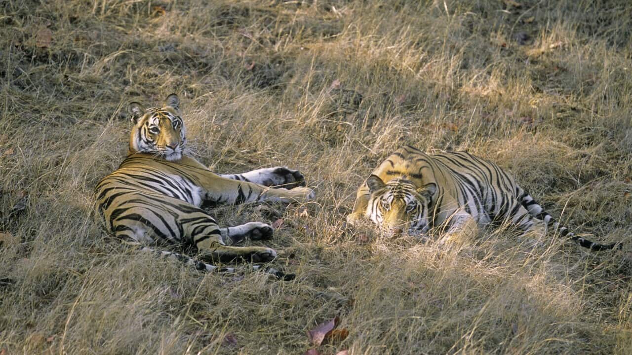 Bengal / Indian Tigers - young on a lazy morning