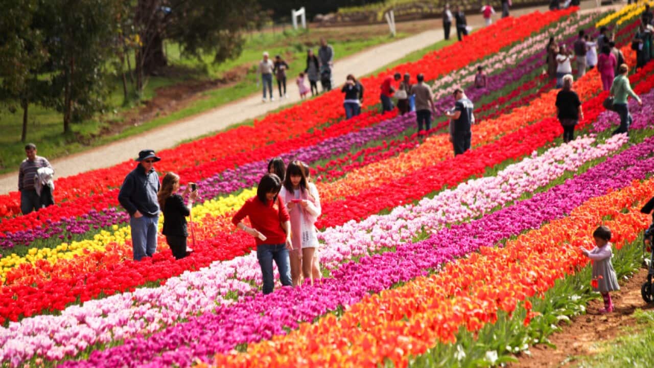 Tesselaar Tulip Festival official website