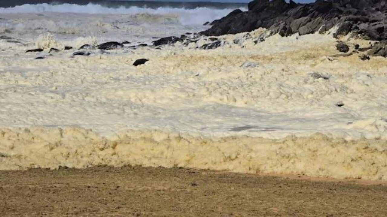 Toxic foam SA.jpg