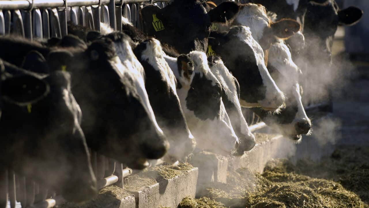 Bird Flu-Food Safety