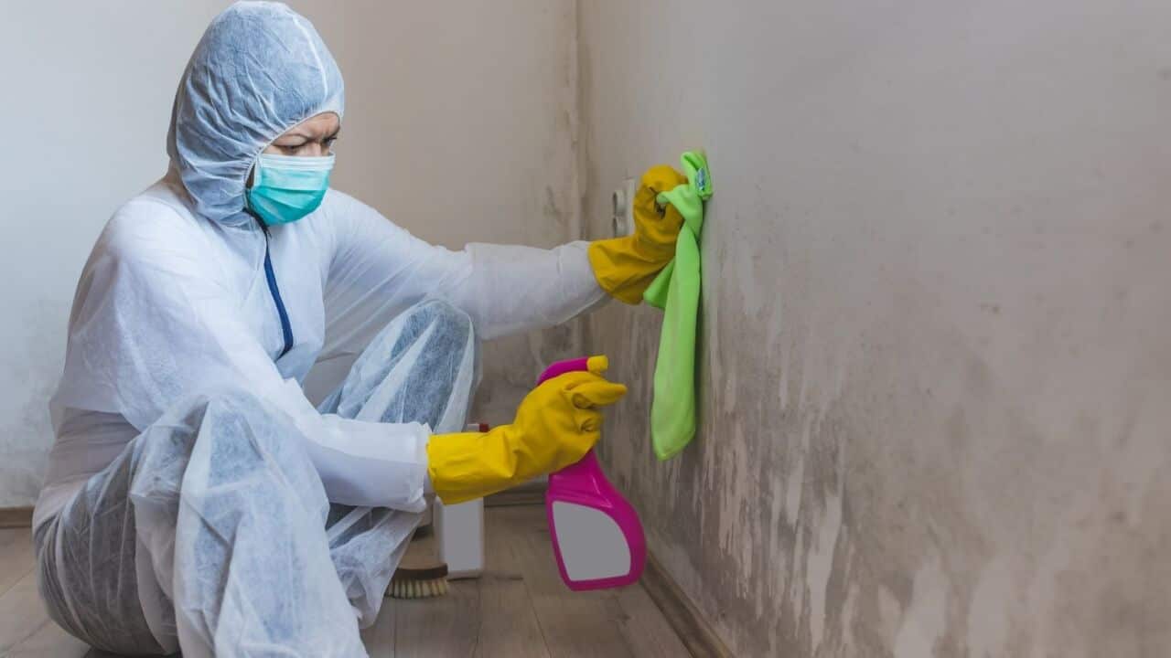 mould damages on rental properties