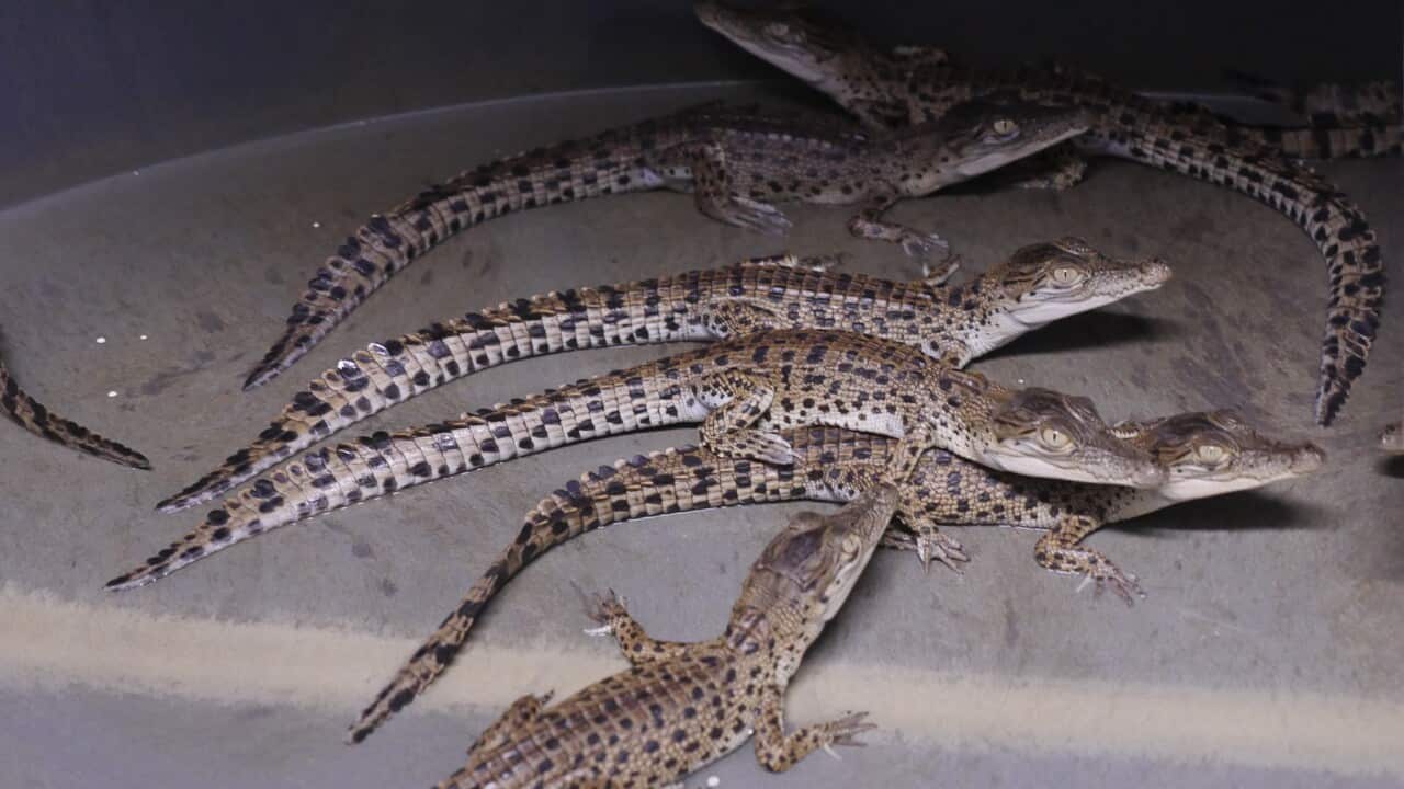 Des crocodiles âgés de 15 jours dans un couvoir de la ferme de Coolibah (NT), appartenant au groupe LVMH