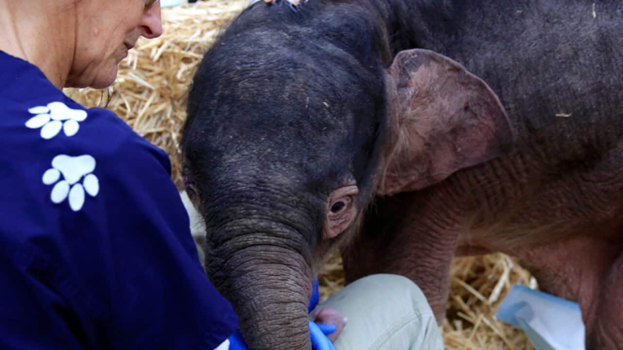 Willow, a baby elephant