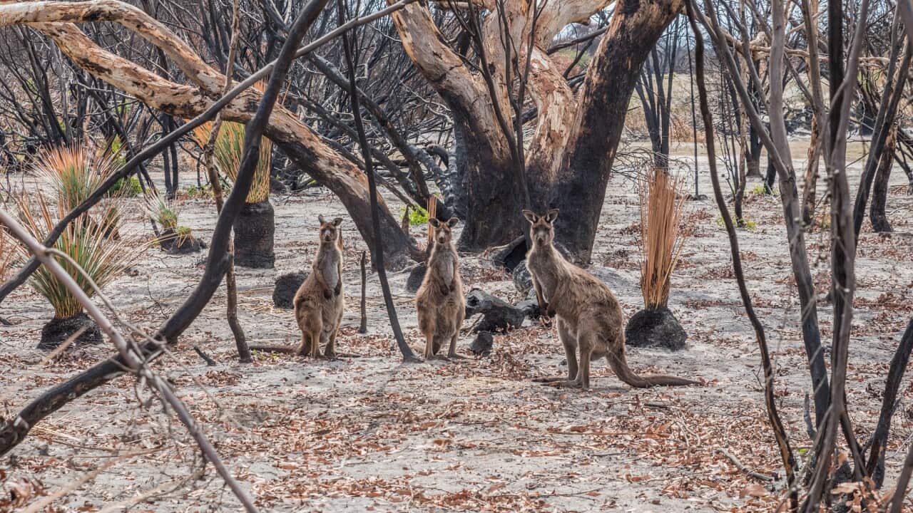 Bangladeshi IT professionals pitch Instant Fire Alert System during bushfire at GovHack (image representational)