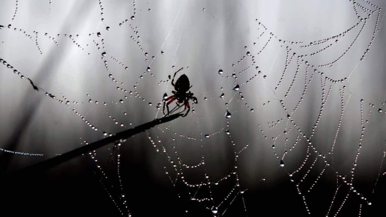 A spider sits on its wet web in Vivorata, southern Argentina, Sunday, Feb. 17, 2008. (AP Photo/Natacha Pisarenko)