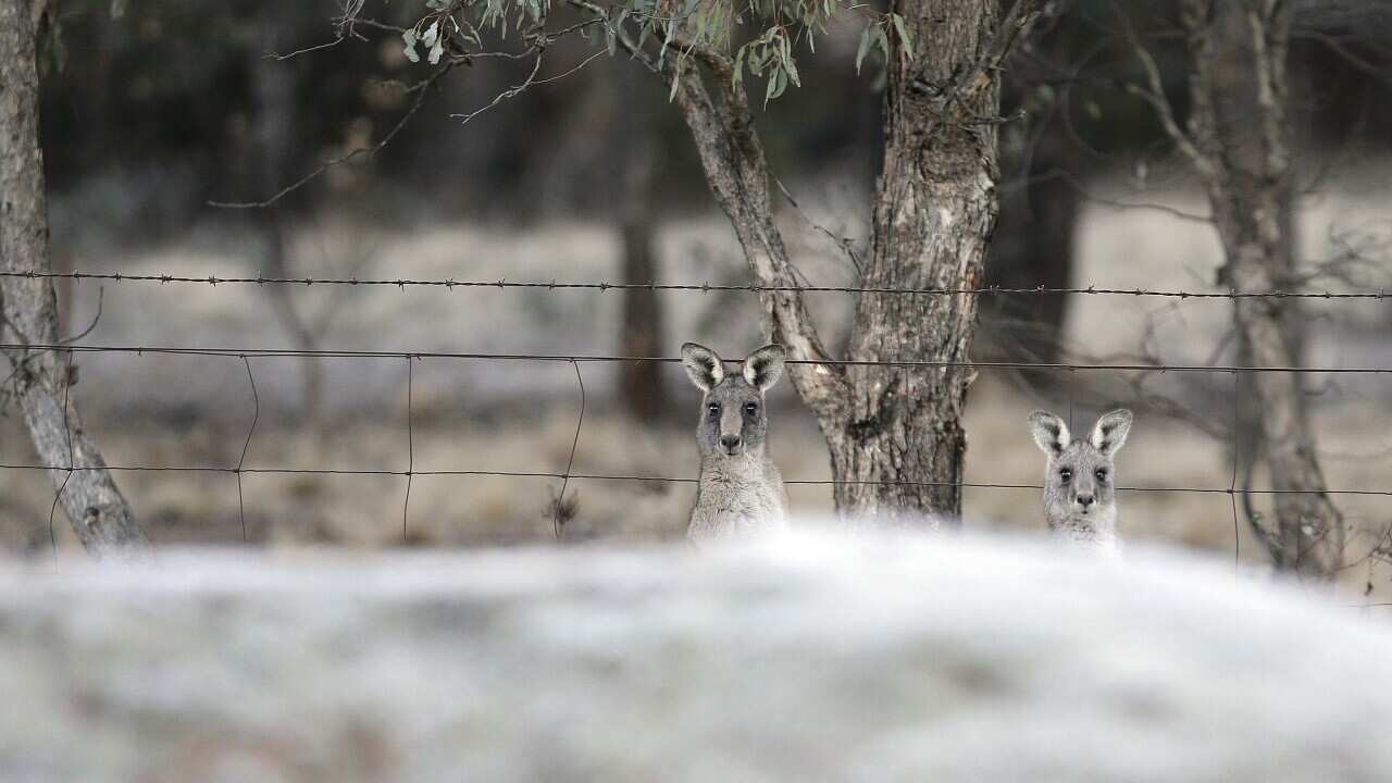 Australia Cold Weather