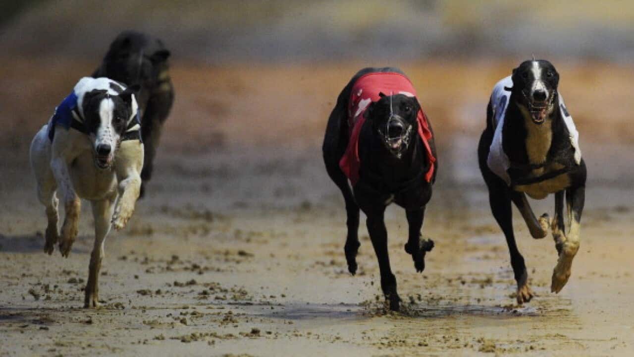 (File photo by Alan Crowhurst/Getty Images)