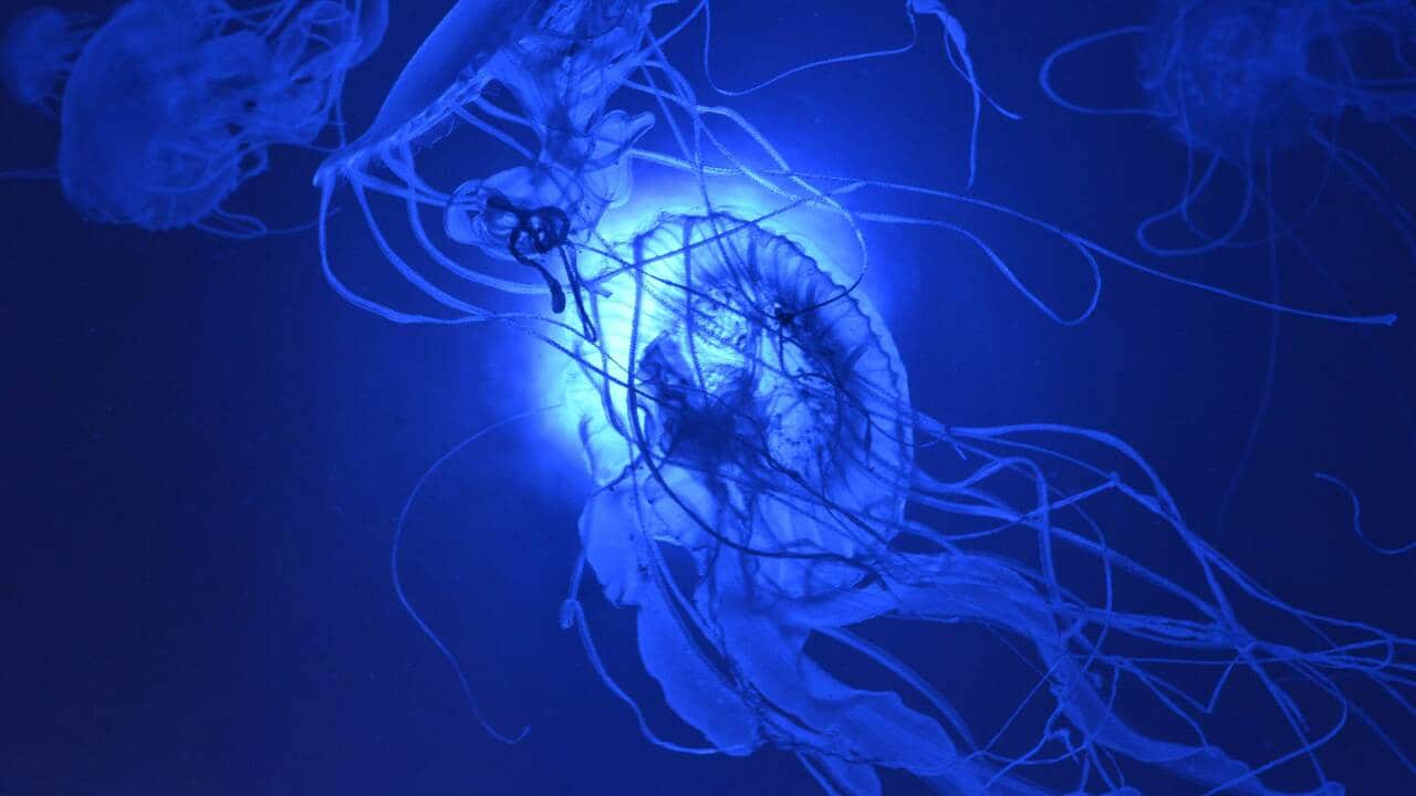 space_jellyfish_aap_131015