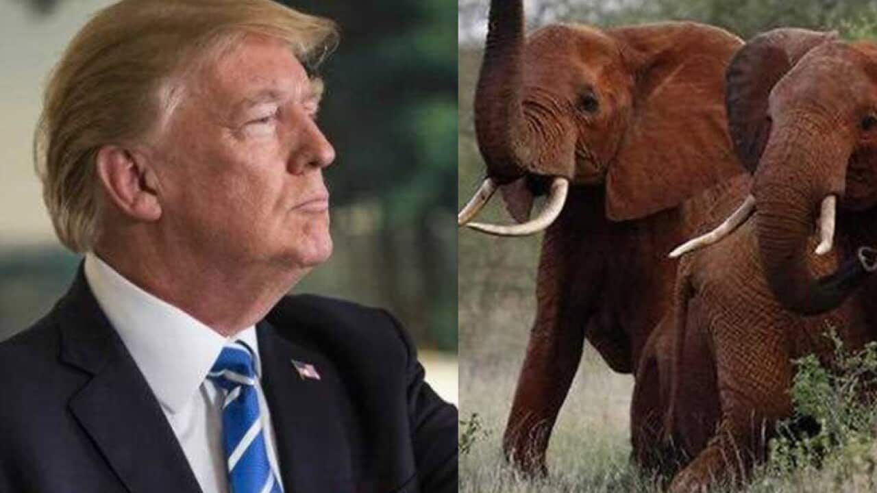 'Savage' Trump's plan to reverse ban on African elephant trophies