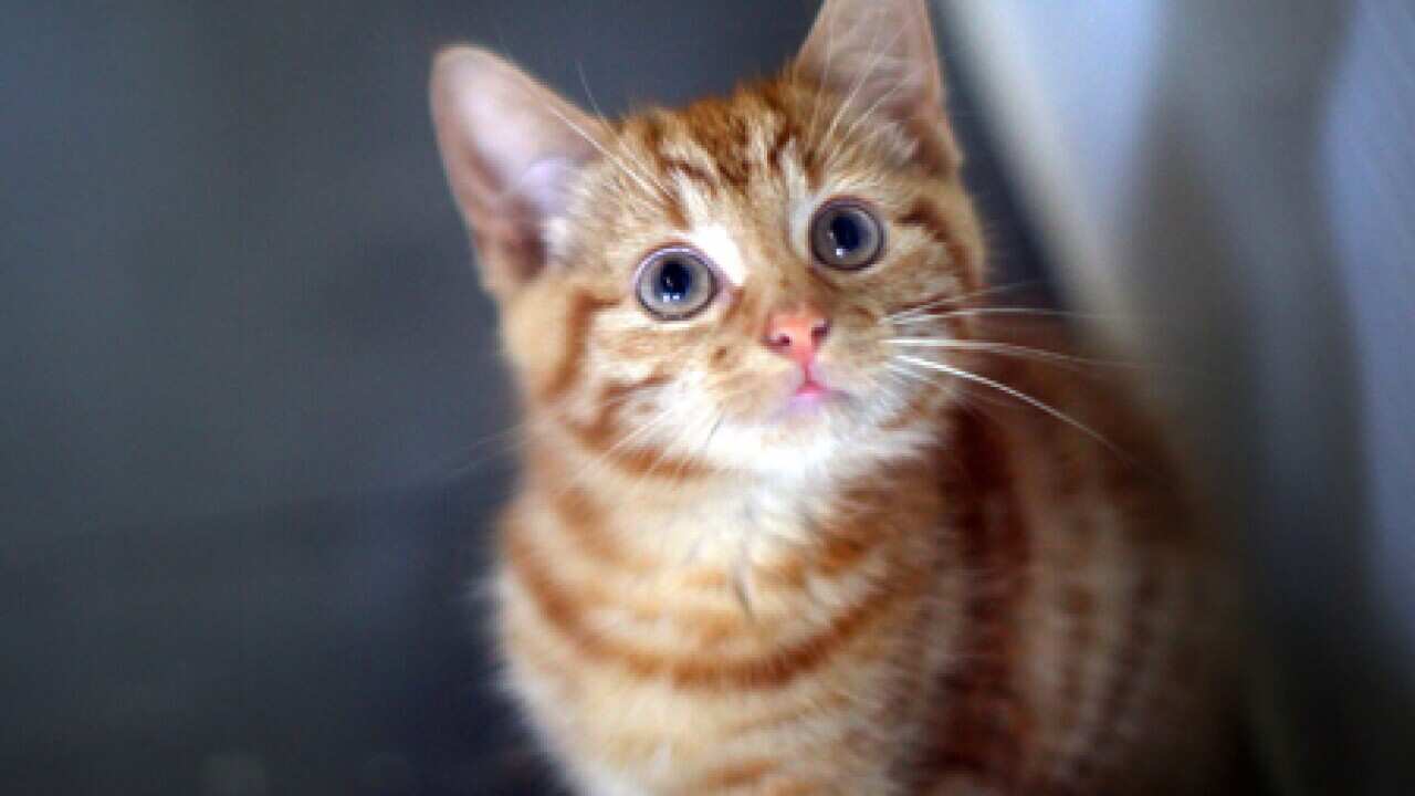 kitten_cat_101019_B_getty_2131727308