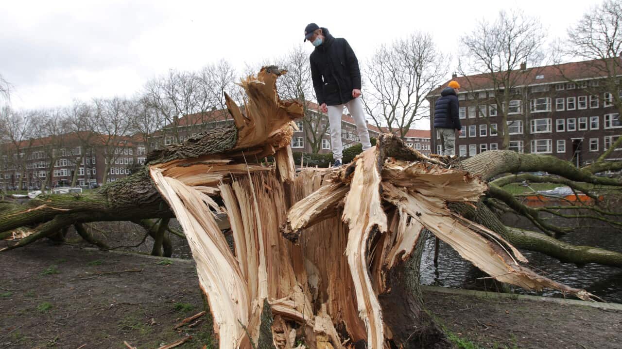 Two young men are seen on top of fallen trees on yesterday afternoon during strong winds of the storm Eunice in Amsterdam.
