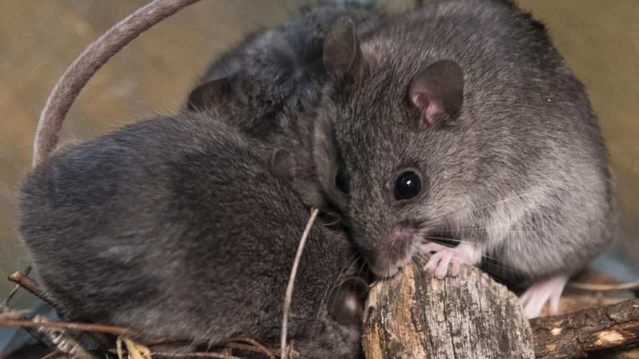 The critically endangered smokey mice in an enclosure