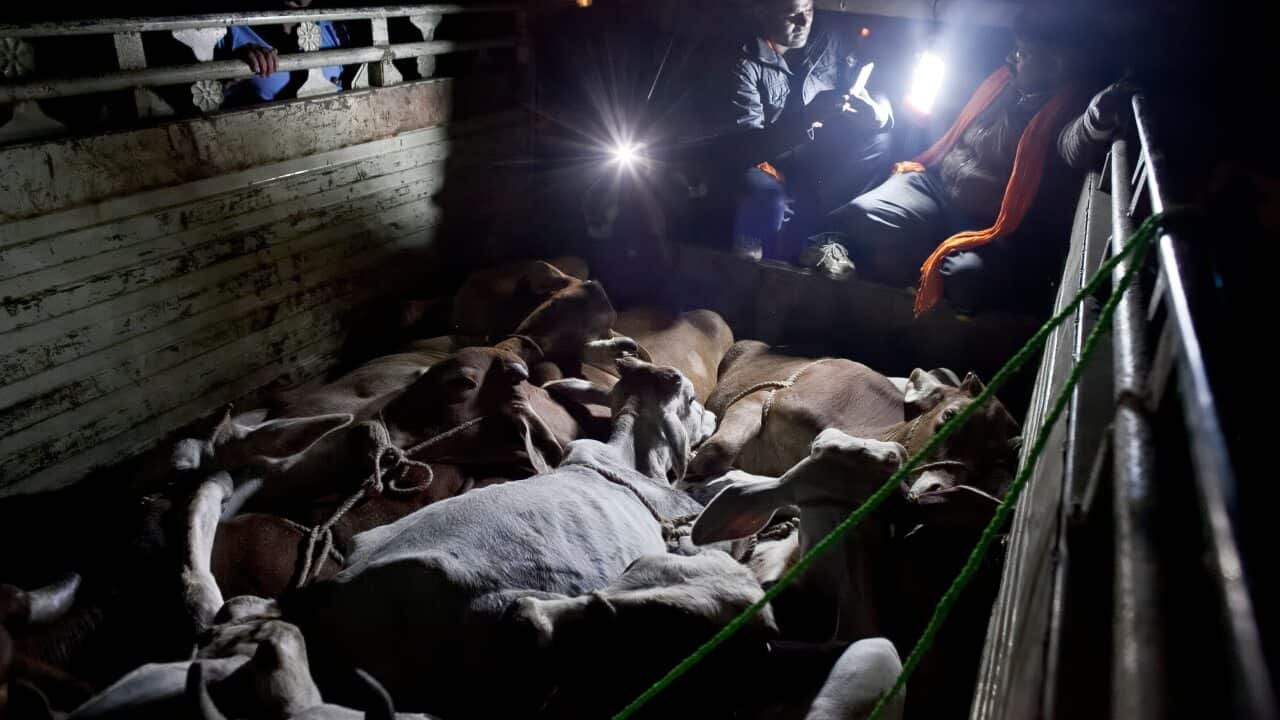 Patrolling With India's Cow Protection Vigilantes