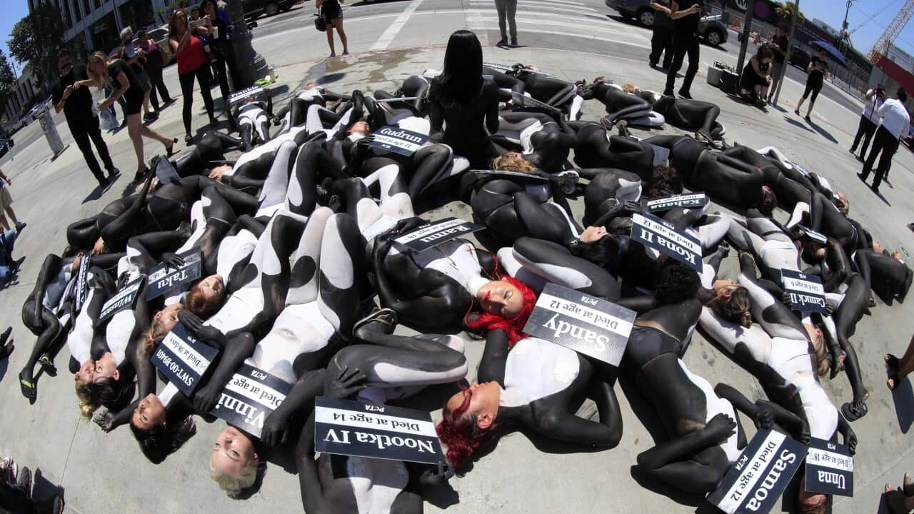 USA CALIFORNIA ORCA DIE-IN