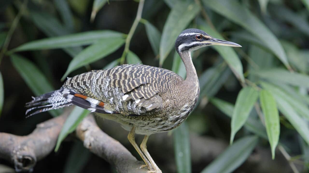 Sun Bittern - perched on branch (Eurypgya helias)