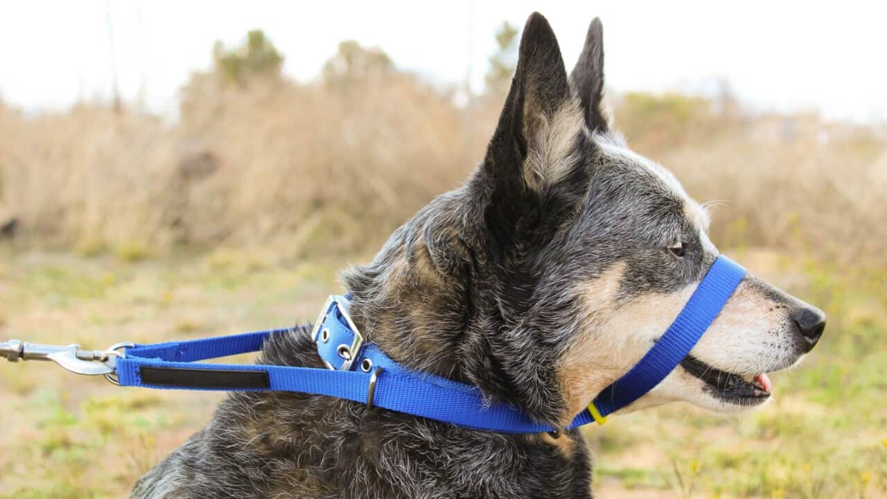Head halter on a blue heeler