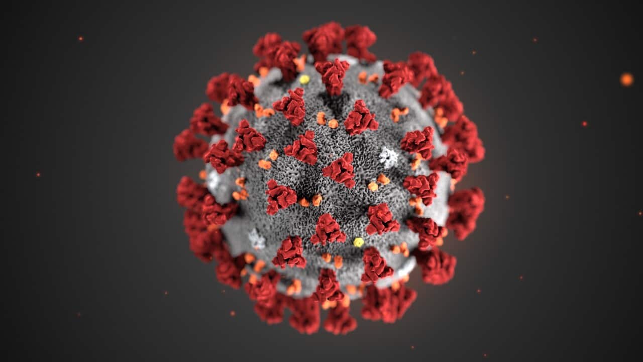 Picture shows illustration of the coronavirus