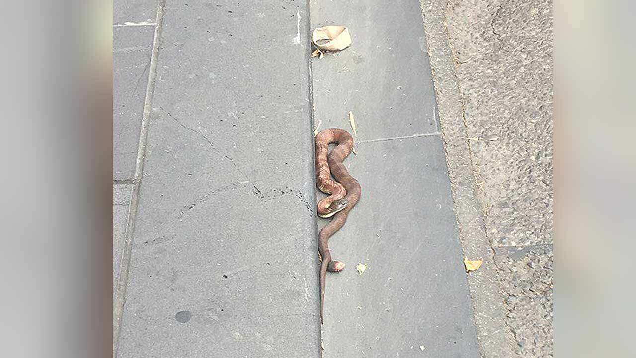 The snake was found on the corner of Spencer and Collins Streets.
