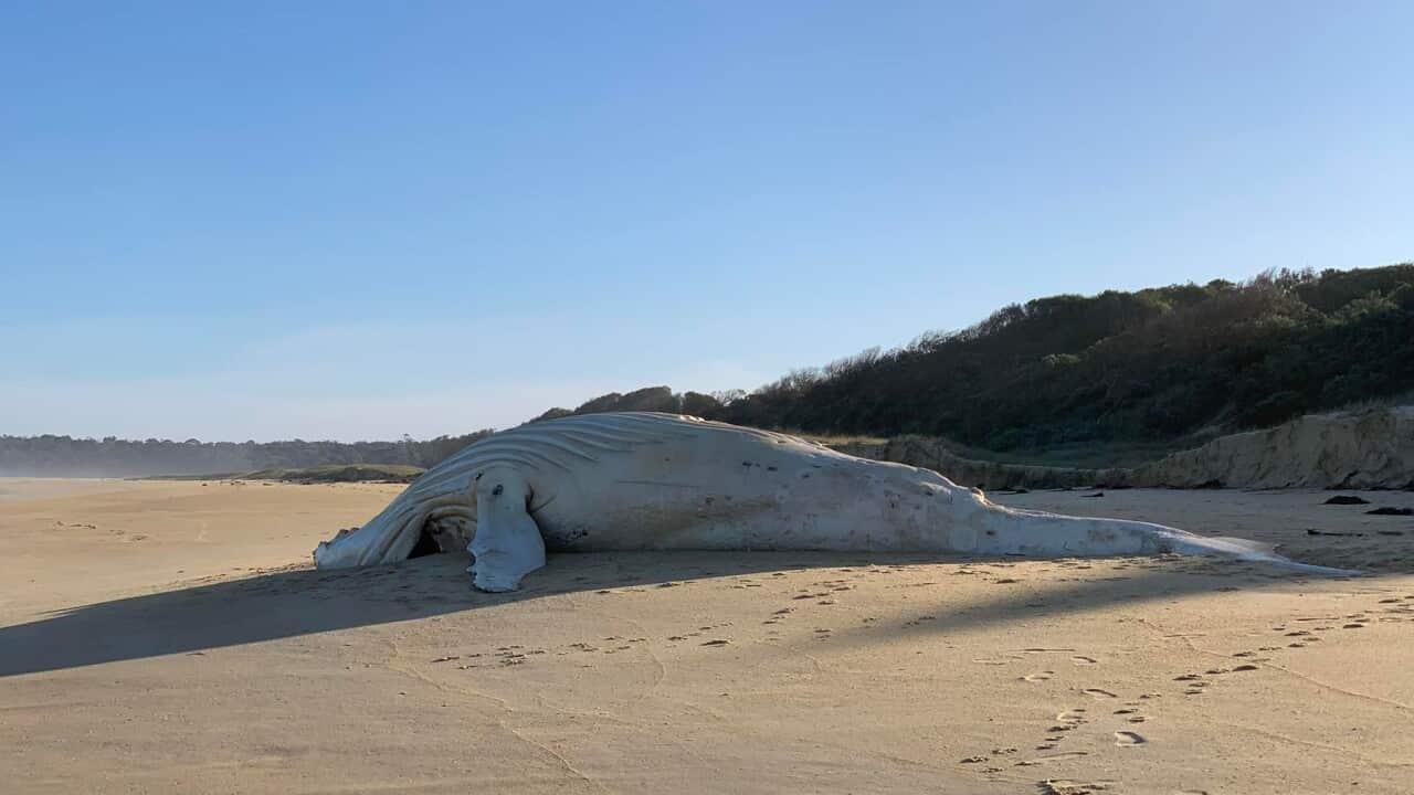 The body of a white whale found dead on a remote beach near Mallacoota in Victoria’s East Gippsland region