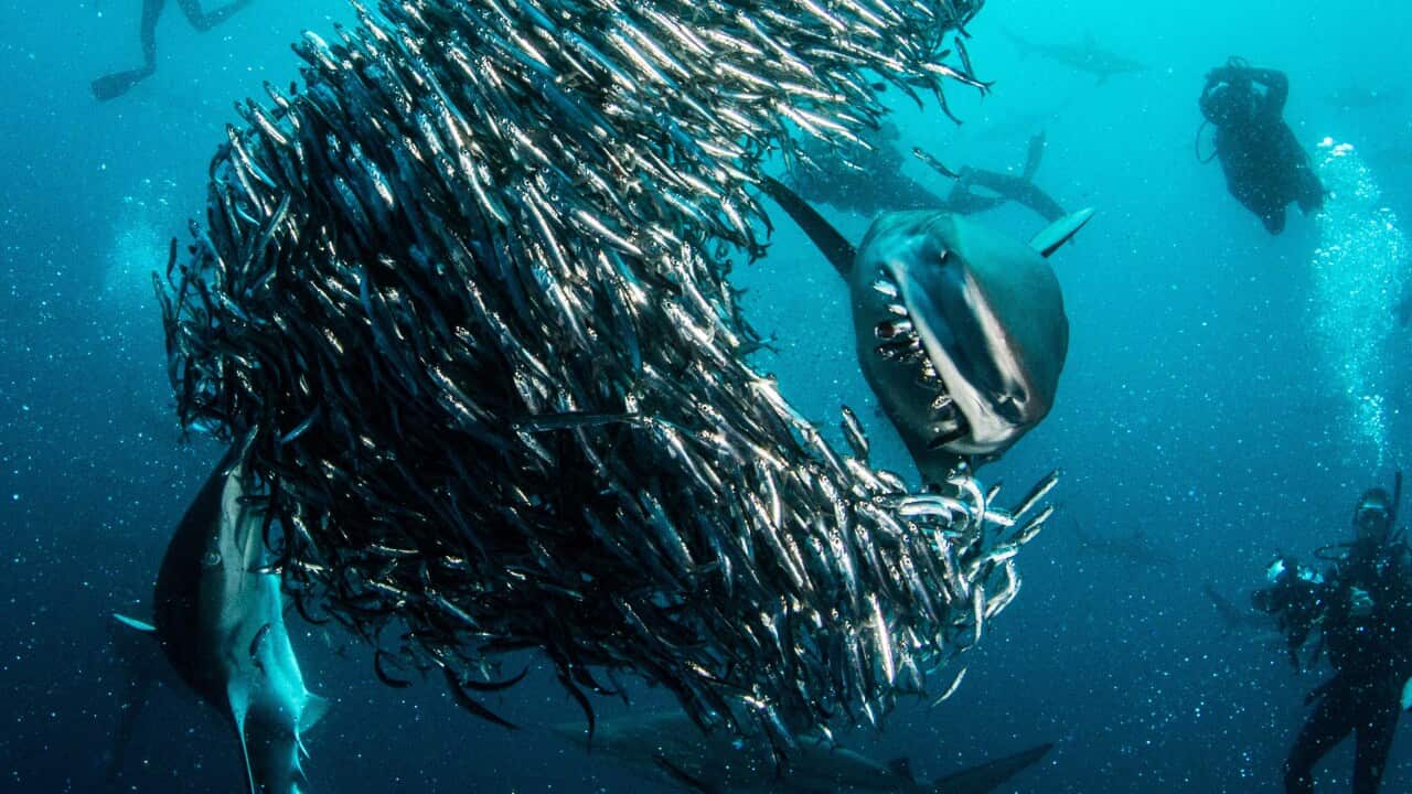 SharkEat.jpg