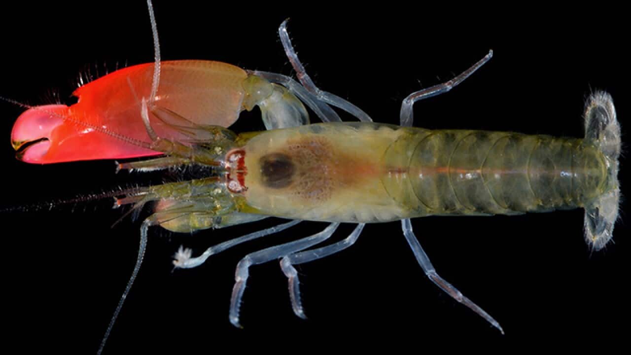 Synalpheus pinkfloydi