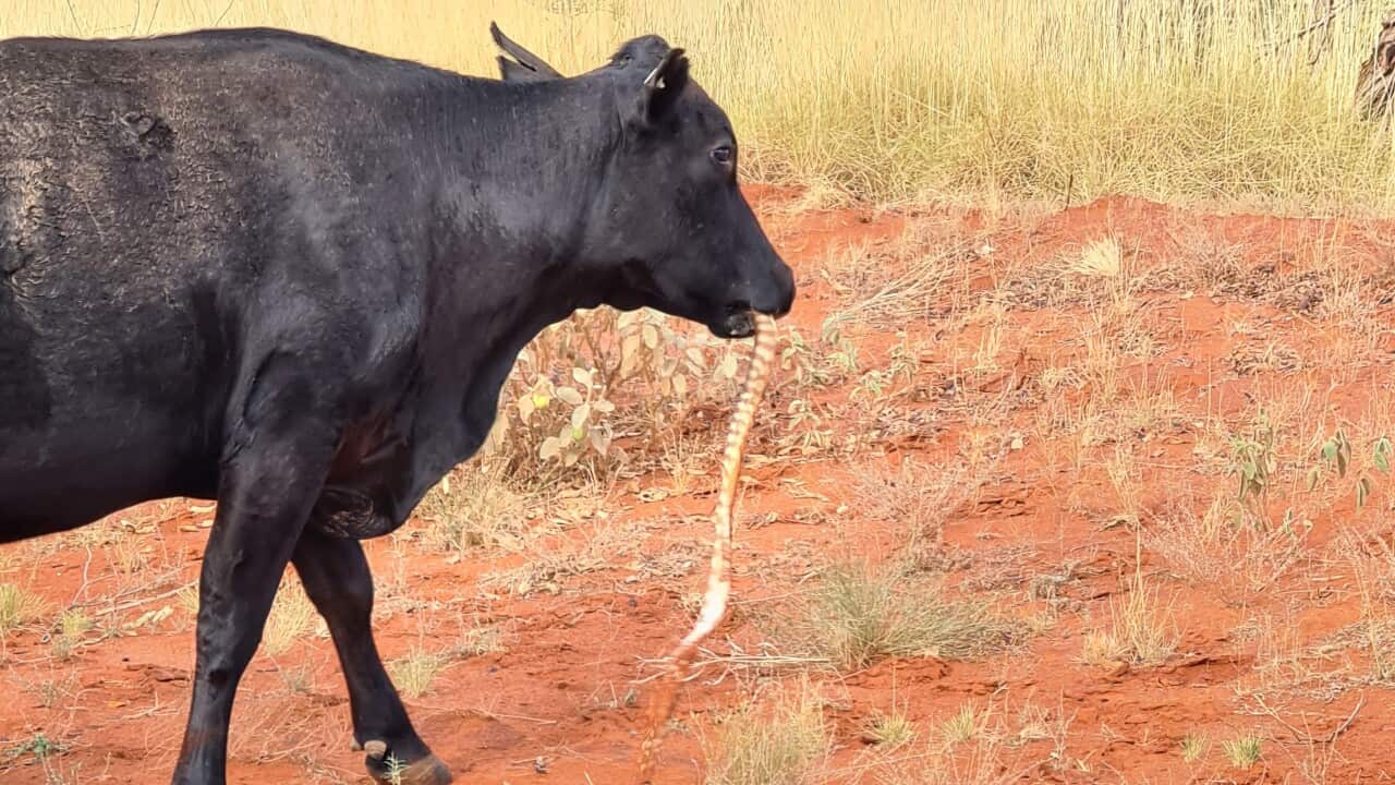 Andrew Gertz Cow eats Snake