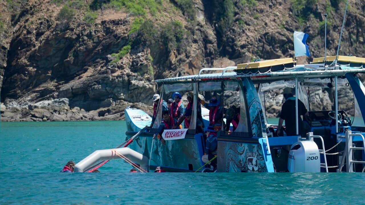 Rangers collect coral spawn and place them into inflatable pools to develop, before releasing millions of larvae onto the reef (Supplied).jpg