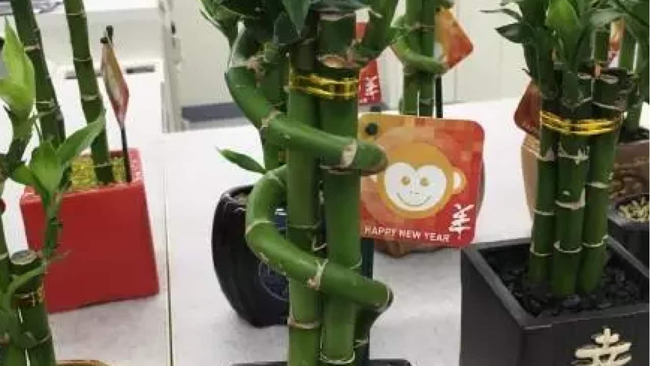 Coles makes a Monkey of Chinese New Year