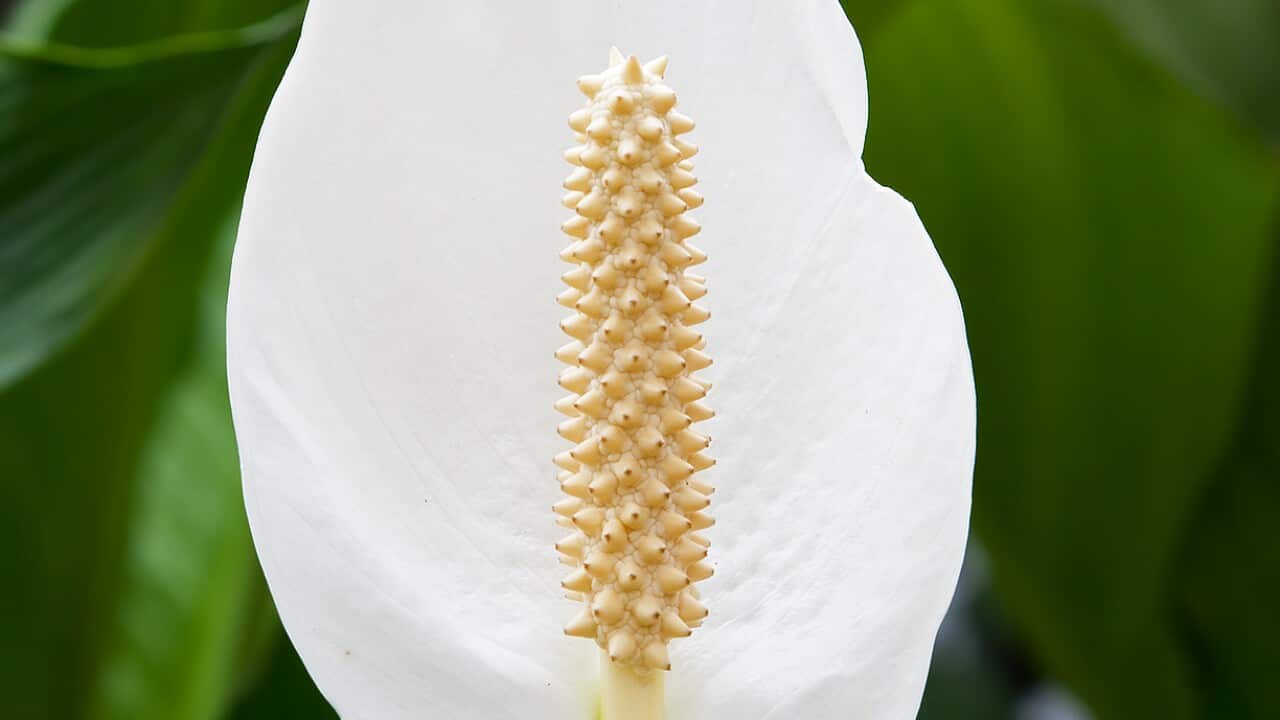 Alocacia -The symbol of purity and fortune