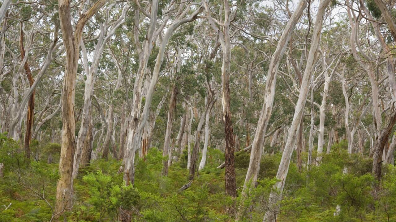 Eucalypt Forest - view into a lightly wooded coastal
