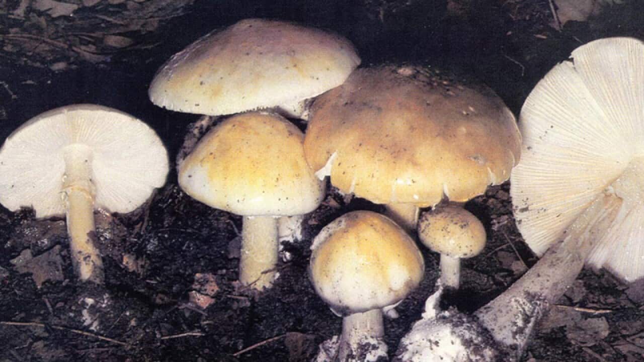 The extremely toxic Death Cap fungus