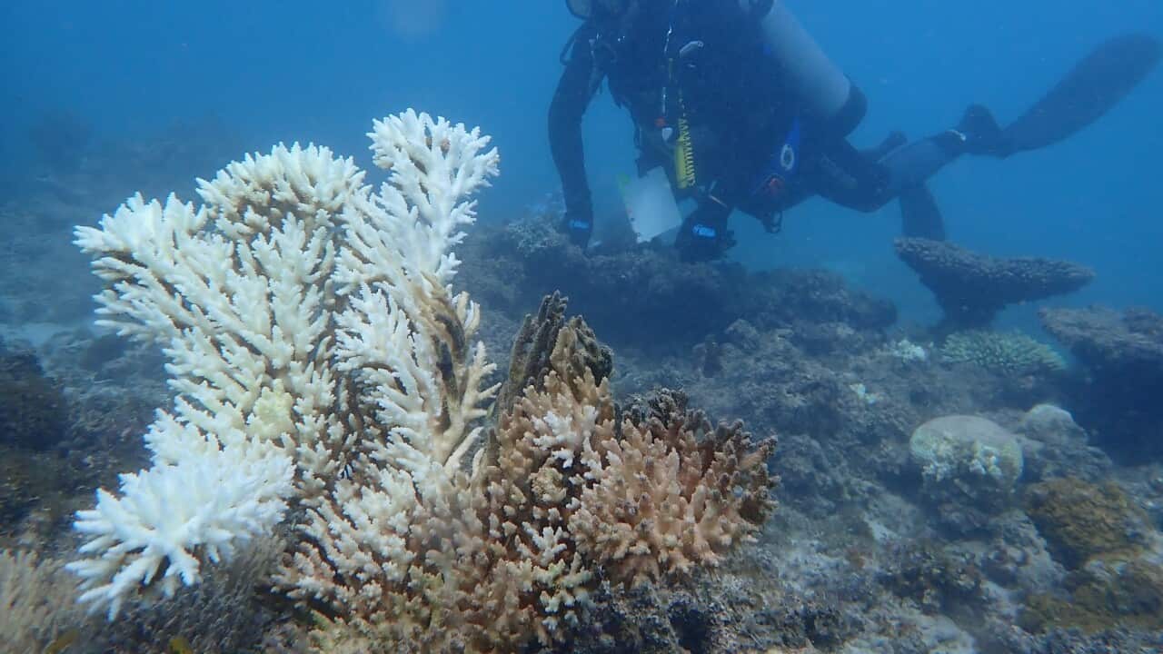 CORAL REEF MARINE HEATWAVE