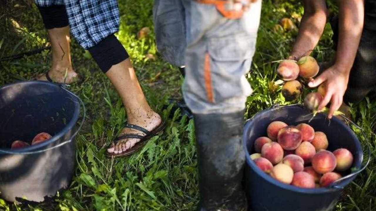 Australian farmers groups have continually called for more foreign workers to help growers tackle the harvest season.