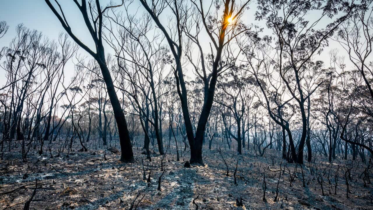 Burnt out vegetation in the wake of Australia's bush fires