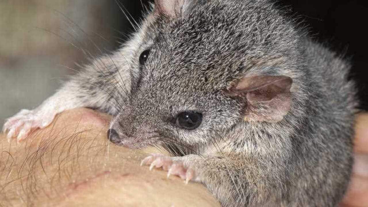 Image for read more article 'Noticias sobre vida silvestre en español:'