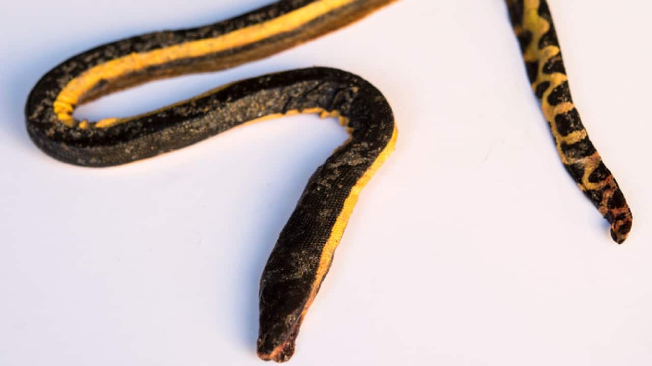 The venomous yellow-bellied sea snake