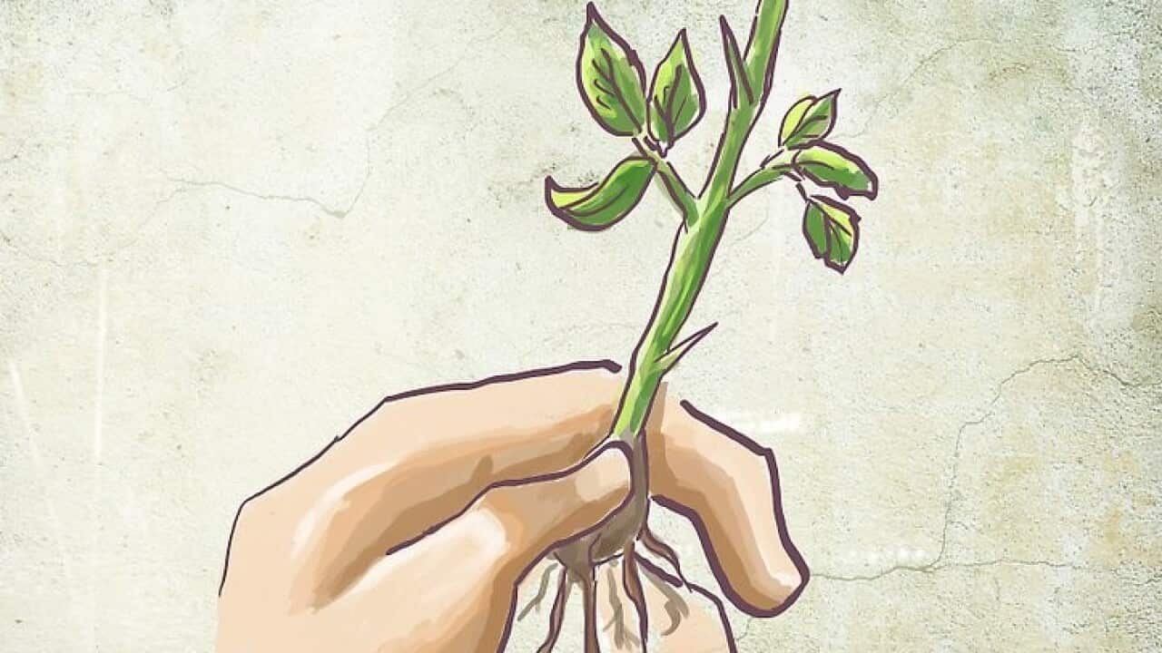 裸根植物