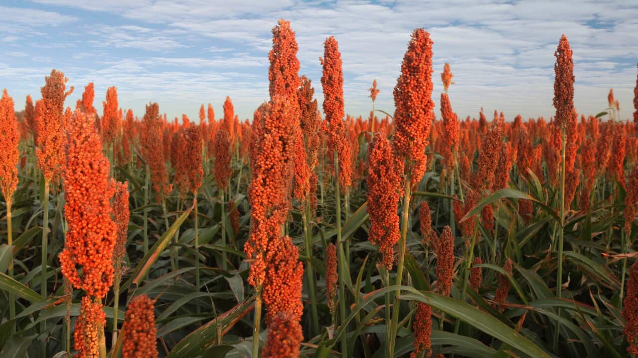 Sorghum a Renewable Energy Solution
