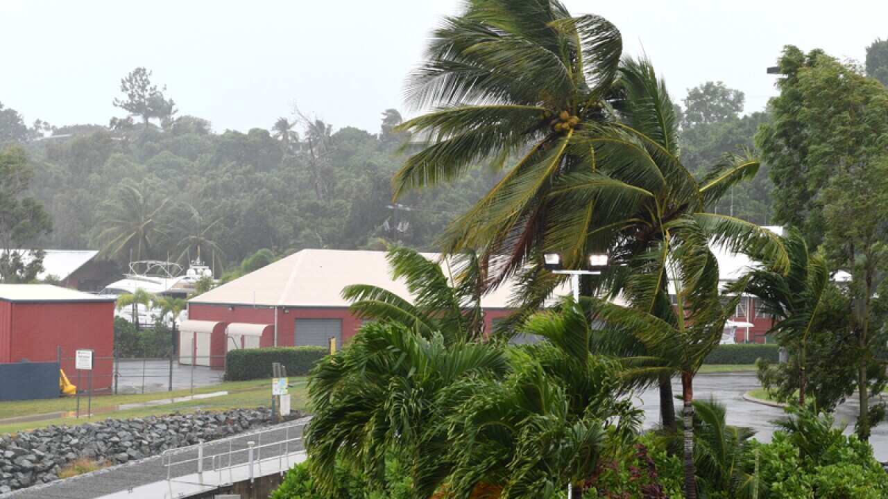 Palm trees blow in strong wind on Airlie Beach