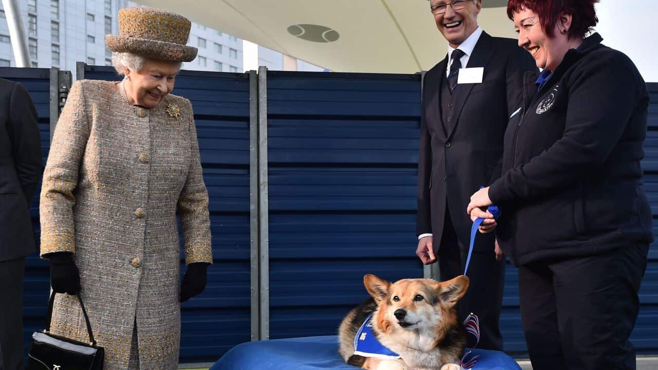 Queen Elizabeth II looks at a Corgi as Paul O'Grady (2nd right) looks on during a visit to Battersea Dogs and Cats Home in London. (Getty)