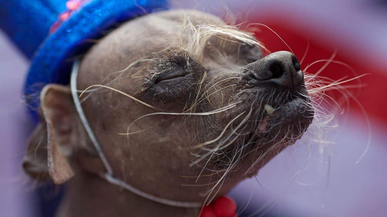 An eight year-old Chinese Crested dog ca