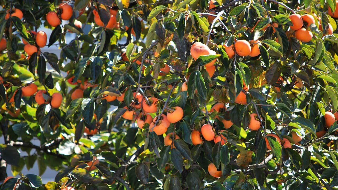 Persimmon tree