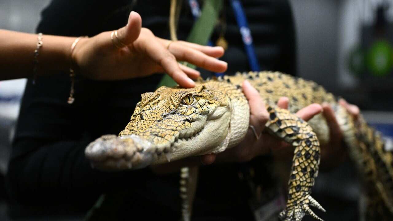 A person holding a crocodile while another hand touches it.