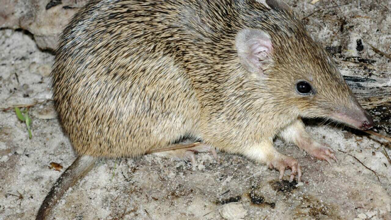 a Golden Bandicoot