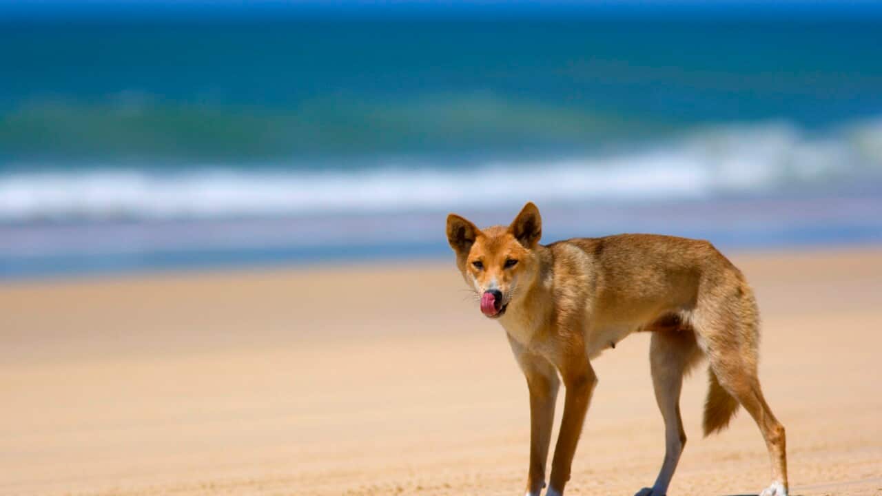 Dingo - female adult strolling along a beach on