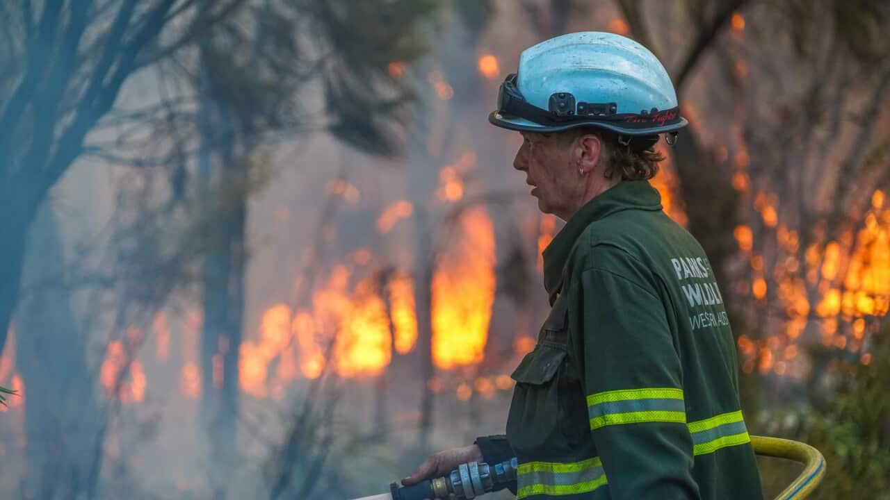 A firefighter with a hose standing in front of a bushfire