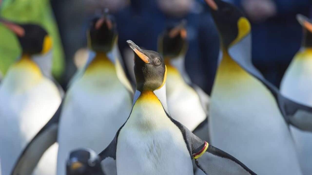 Penguins